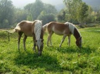 Cabalgamarras 